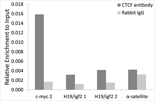 Chromatin Immunoprecipitation - CTCF Polyclonal Antibody 