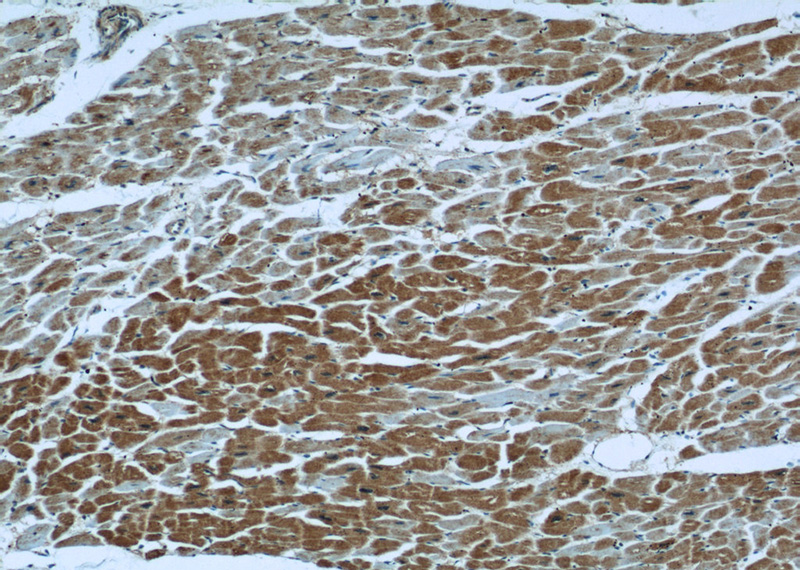 Immunohistochemical of paraffin-embedded human heart using Catalog No:116338(TRAP1 antibody) at dilution of 1:50 (under 10x lens)