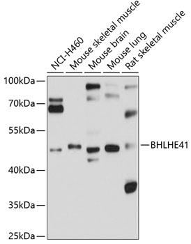 Western blot - BHLHE41 Polyclonal Antibody 