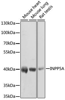 Western blot - INPP5A Polyclonal Antibody 