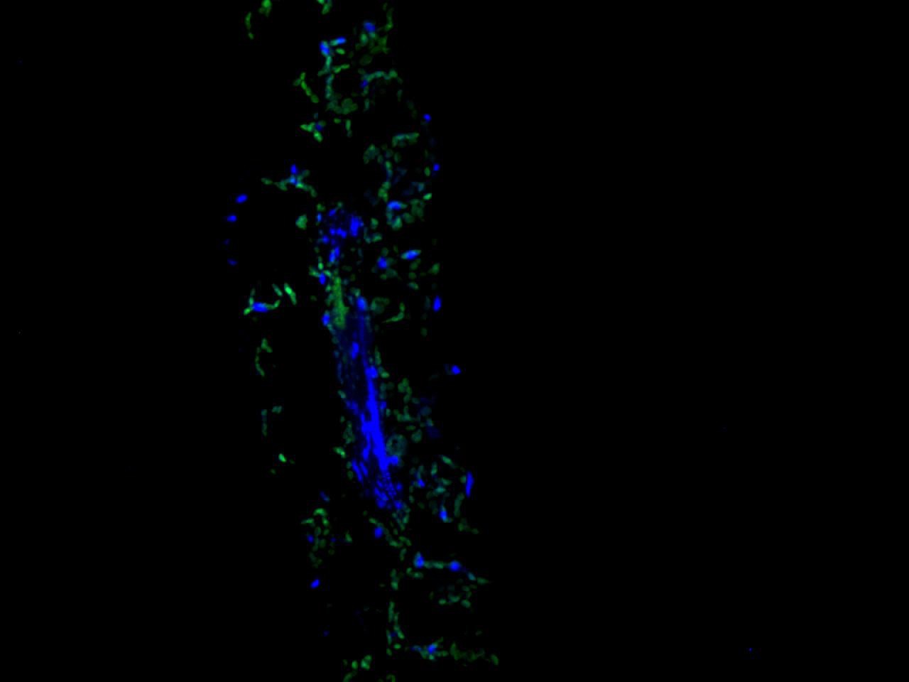 Fig2: IF staining TGG2 (green) in Arabidopsis thaliana (longitudinal section). The nuclear counter stain is DAPI (blue). Cells were fixed in paraformaldehyde, permeabilised with 0.25% Triton X100/PBS.