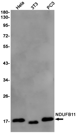 Western blot detection of NDUFB11 in Hela,3T3,PC3 cell lysates using NDUFB11 Rabbit pAb(1:1000 diluted).Predicted band size:17KDa.Observed band size:17KDa.