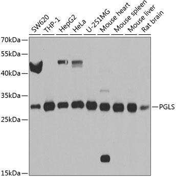 Western blot - PGLS Polyclonal Antibody 