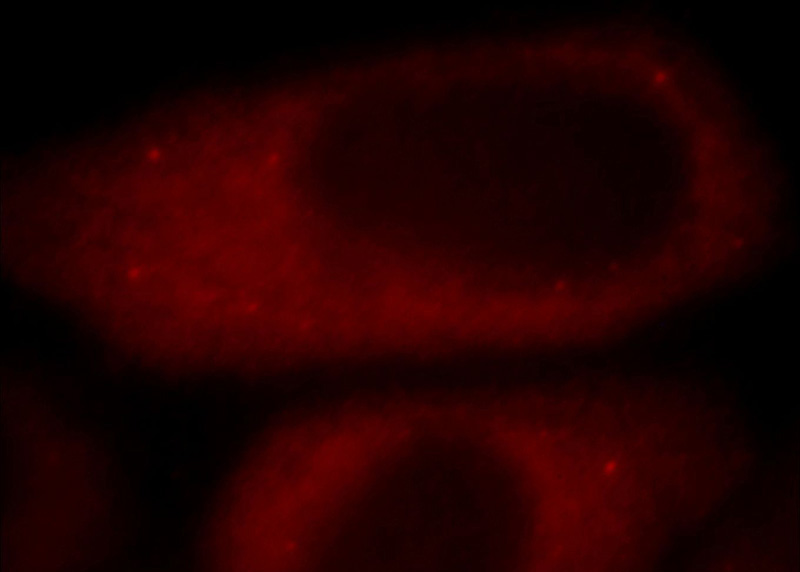 Immunofluorescent analysis of HepG2 cells, using PEG10 antibody Catalog No:113649 at 1:25 dilution and Rhodamine-labeled goat anti-rabbit IgG (red).