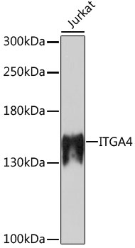 Western blot - ITGA4 Polyclonal Antibody 