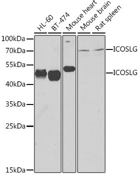 Western blot - ICOSLG Polyclonal Antibody 
