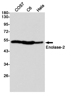 Western blot analysis of Enolase-2 expression in COS7,C6 and Hela cell lysates using Enolase-2 mouse mAb at 1/10000 dilution.Predicted band size:47KDa.Observed band size:47KDa.