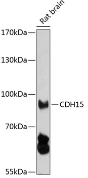 Western blot - CDH15 Polyclonal Antibody 