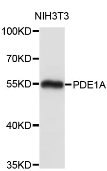 Western blot - PDE1A Polyclonal Antibody 