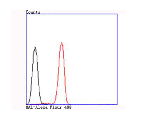 Fig6: Flow cytometric analysis of Jurkat cells with MAL antibody at 1/100 dilution (red) compared with an unlabelled control (cells without incubation with primary antibody; black).