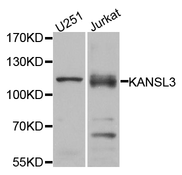 Western blot - KANSL3 Polyclonal Antibody 