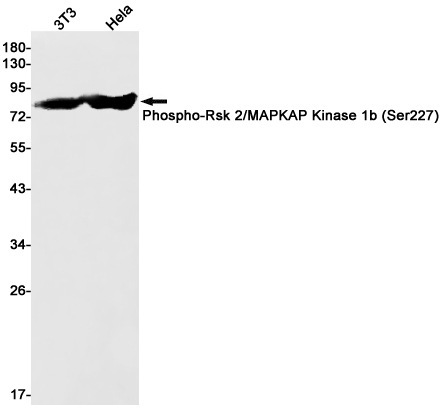 Western blot detection of Phospho-Rsk 2/MAPKAP Kinase 1b (Ser227) in 3T3,Hela cell lysates using Phospho-Rsk 2/MAPKAP Kinase 1b (Ser227) Rabbit pAb(1:1000 diluted).Predicted band size:84kDa.Observed band size:84kDa.