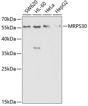 Western blot - MRPS30 Polyclonal Antibody 