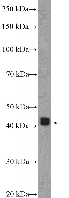 mouse spleen tissue were subjected to SDS PAGE followed by western blot with Catalog No:110476(ESR2 Beta-6 Antibody) at dilution of 1:600