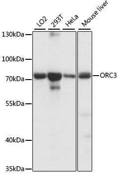 Western blot - ORC3 Polyclonal Antibody 