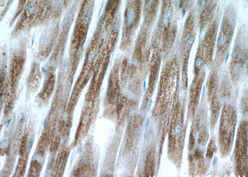 Immunohistochemistry of paraffin-embedded human heart tissue slide using Catalog No:108662(C14orf2 Antibody) at dilution of 1:50 (under 40x lens)