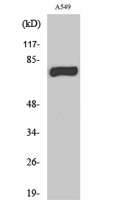 Fig1:; Western Blot analysis of various cells using MPP9 Polyclonal Antibody