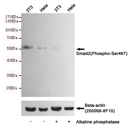 Western blot detection of Smad2(Phospho-Ser467) in Hela and 3T3 cells untreated or treated with Alkaline phosphatase using Smad2(Phospho-Ser467) Rabbit pAb (dilution 1:500, upper) or u03b2-Actin Mouse mAb (200068-8F10, lower).Predicted band size:60kDa.Observed band size:60kDa.