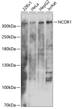 Western blot - NCOR1 Polyclonal Antibody 