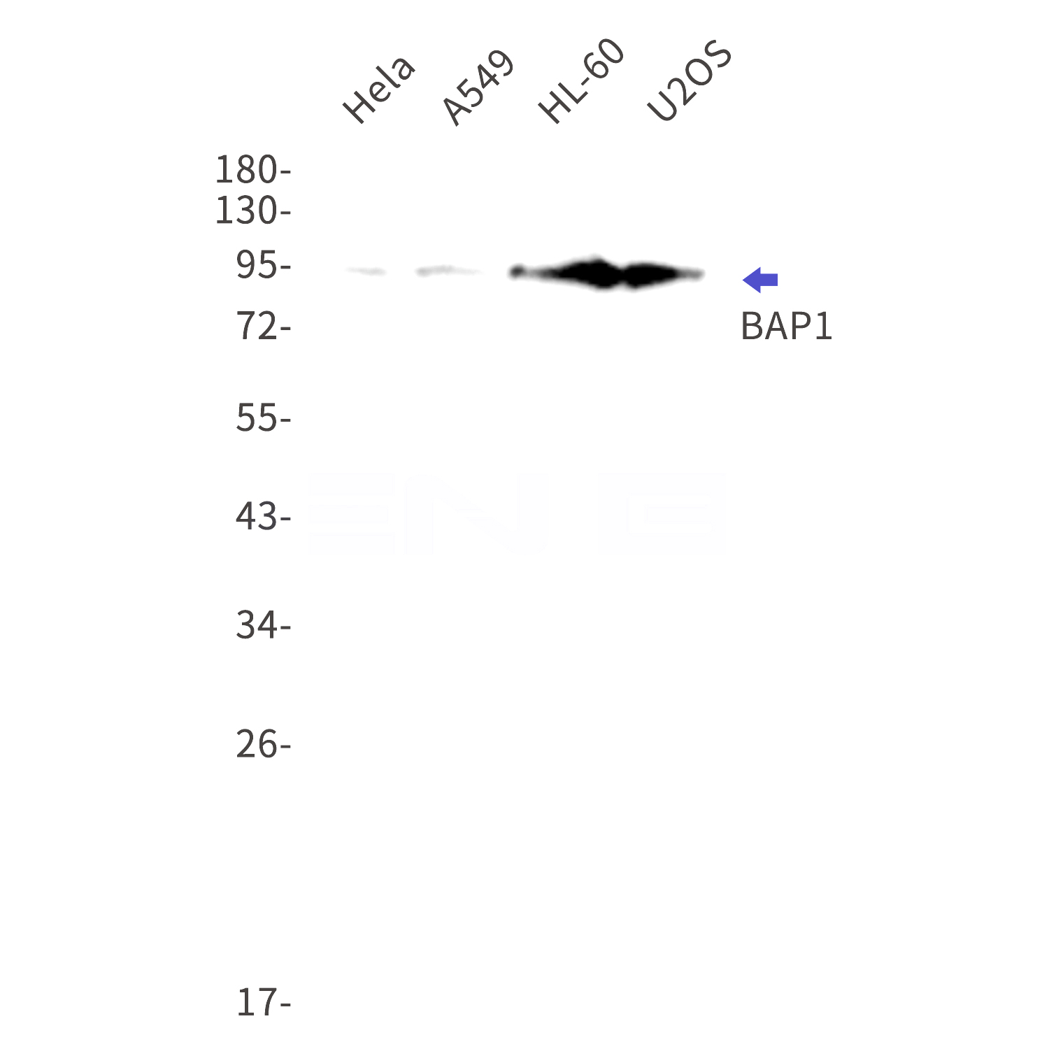 Western blot detection of BAP1 in Hela,A549,HL-60,U2OS cell lysates using BAP1 Rabbit mAb(1:1000 diluted).Predicted band size:80kDa.Observed band size:95kDa.