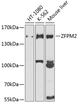 Western blot - ZFPM2 Polyclonal Antibody 