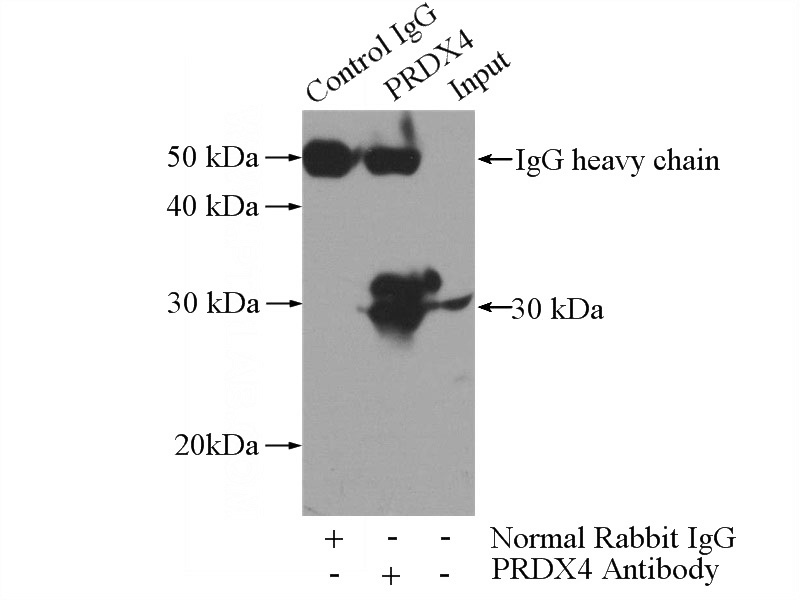 IP Result of anti-PRDX4 (IP:Catalog No:114177, 3ug; Detection:Catalog No:114177 1:500) with HepG2 cells lysate 4000ug.