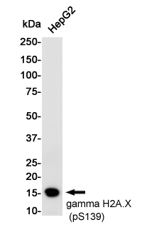 Western blot detection of gamma H2A.X (Phospho-Ser139) in HepG2 cell lysates using gamma H2A.X (Phospho-Ser139) Rabbit pAb(1:1000 diluted).Predicted band size:15KDa.Observed band size:15KDa.