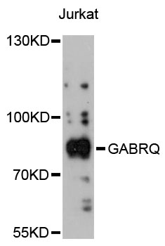 Western blot - GABRQ Polyclonal Antibody 