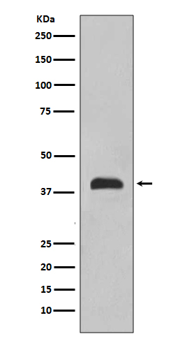 Western blot analysis of TTF1 expression in 293 cell lysate.