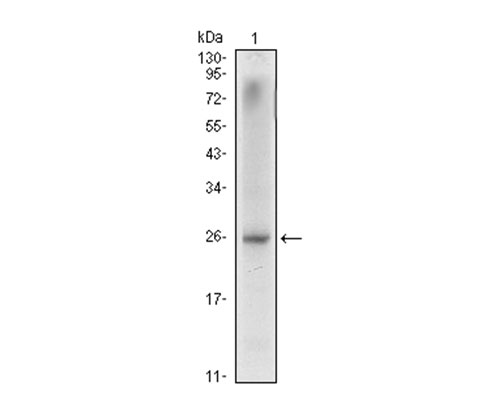 Fig1: Western blot analysis of NKX3A on LNCaP cell lysate using anti-NKX3A antibody at 1/1,000 dilution.