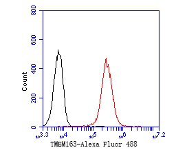 Fig3:; ICC staining of TMEM163 in A431 cells (green). Formalin fixed cells were permeabilized with 0.1% Triton X-100 in TBS for 10 minutes at room temperature and blocked with 1% Blocker BSA for 15 minutes at room temperature. Cells were probed with the primary antibody ( 1/200) for 1 hour at room temperature, washed with PBS. Alexa Fluor®488 Goat anti-Rabbit IgG was used as the secondary antibody at 1/1,000 dilution. The nuclear counter stain is DAPI (blue).
