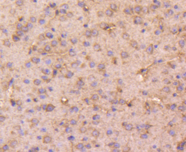 Fig4: Immunohistochemical analysis of formalin-fixed, paraffin-embedded mouse brain tissue labeling Dopey-2. Counterstained with Hematoxylin.