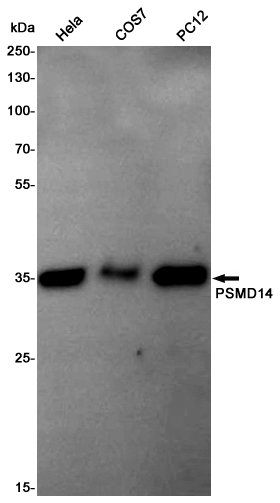 Western blot detection of PSMD14 in Hela,COS7,PC12 cell lysates using PSMD14 Rabbit pAb(1:1000 diluted).Predicted band size:35KDa.Observed band size:35KDa.