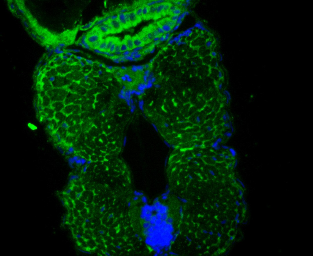 Fig1:; IF staining of DARS2 in whole Zebrafish tissue (green). The nuclear counter stain is DAPI (blue). Cells were fixed in paraformaldehyde, permeabilised with 0.25% Triton X100/PBS.