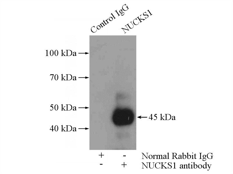 IP Result of anti-NUCKS1 (IP:Catalog No:113406, 4ug; Detection:Catalog No:113406 1:500) with HEK-293 cells lysate 2800ug.