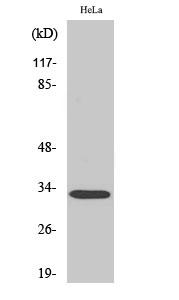 Fig1:; Western Blot analysis of various cells using Rad GTPase Polyclonal Antibody