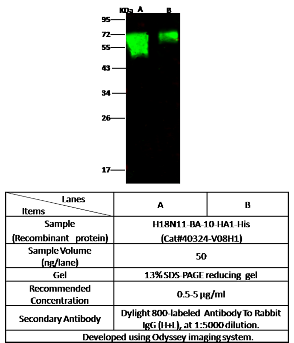 Influenza H18N11 (A/flat-faced bat/Peru/033/2010) Hemagglutinin / HA1 Antibody, Rabbit PAb, Antigen Affinity Purified, Western blot