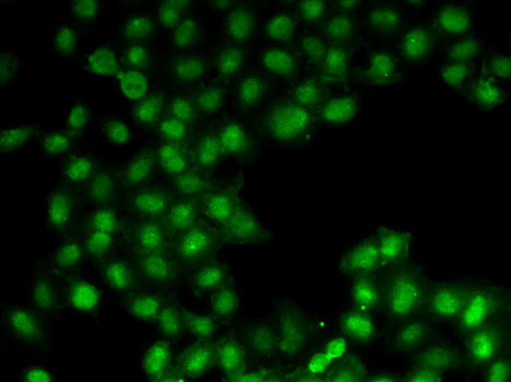 Immunofluorescence - C11orf30 Polyclonal Antibody 