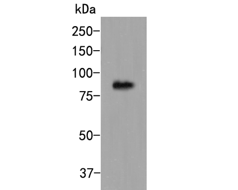 Fig1:; Western blot analysis of CDT1 on zebrafish whole organization lysate. Proteins were transferred to a PVDF membrane and blocked with 5% BSA in PBS for 1 hour at room temperature. The primary antibody ( 1/500) was used in 5% BSA at room temperature for 2 hours. Goat Anti-Rabbit IgG - HRP Secondary Antibody (HA1001) at 1:5,000 dilution was used for 1 hour at room temperature.