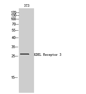 Fig1:; Western Blot analysis of 3T3 cells using KDEL Receptor 3 Polyclonal Antibody