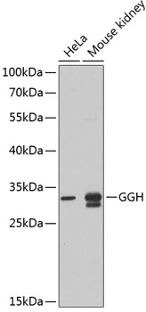 Western blot - GGH Polyclonal Antibody 