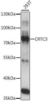 Western blot - CRTC3 Polyclonal Antibody 