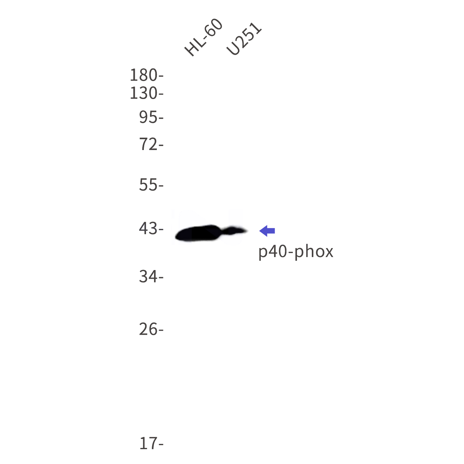 Western blot detection of p40-phox in HL-60,U251 cell lysates using p40-phox Rabbit mAb(1:1000 diluted).Predicted band size:39kDa.Observed band size:40kDa.