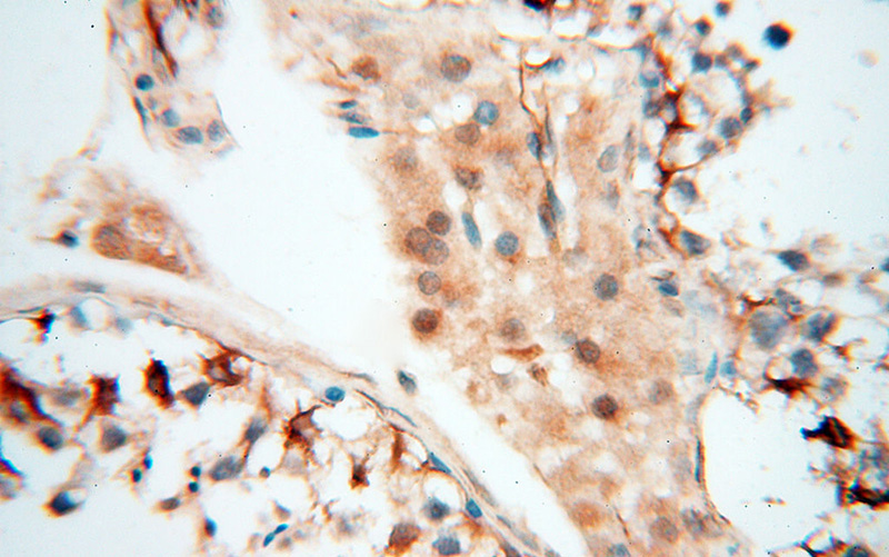 Immunohistochemical of paraffin-embedded human testis using Catalog No:115657(SPZ1 antibody) at dilution of 1:100 (under 40x lens)