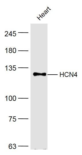 Fig1: Sample:; Heart (Mouse) Lysate at 40 ug; Primary: Anti-HCN4 at 1/300 dilution; Secondary: IRDye800CW Goat Anti-Rabbit IgG at 1/20000 dilution; Predicted band size: 129 kD; Observed band size: 129 kD