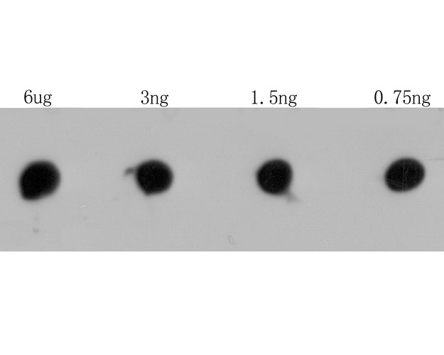 Fig1: Dot blot analysis of RYR3 on RYR3 recombinant protein. The primary antibody was used at a 1:2,000 dilution in 5% BSA at room temperature for 2 hours. Goat Anti-Rabbit IgG - HRP Secondary Antibody (HA1001) at 1:5,000 dilution was used for 1 hour at room temperature.