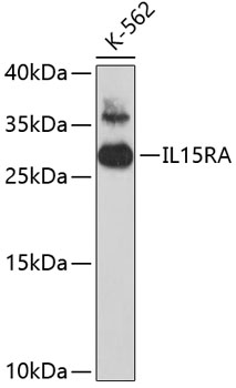 Western blot - IL15RA Polyclonal Antibody 