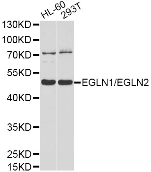 Western blot - EGLN1/EGLN2 Polyclonal Antibody 