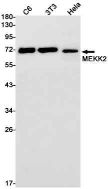 Western blot detection of MEKK2 in C6,3T3,Hela cell lysates using MEKK2 Rabbit pAb(1:1000 diluted).Predicted band size:70kDa.Observed band size:70kDa.