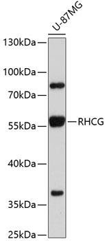 Western blot - RHCG Polyclonal Antibody 
